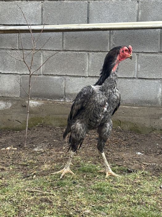 Петух вьетнам ганой