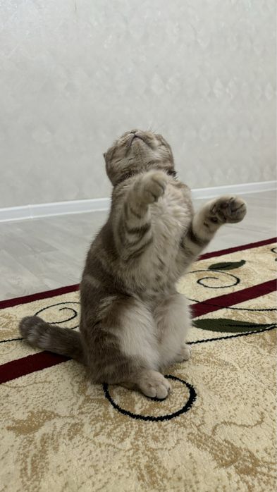 Шотландская кошка