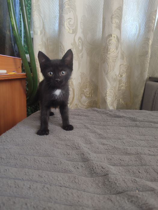 Отдам котят 1.5 мес