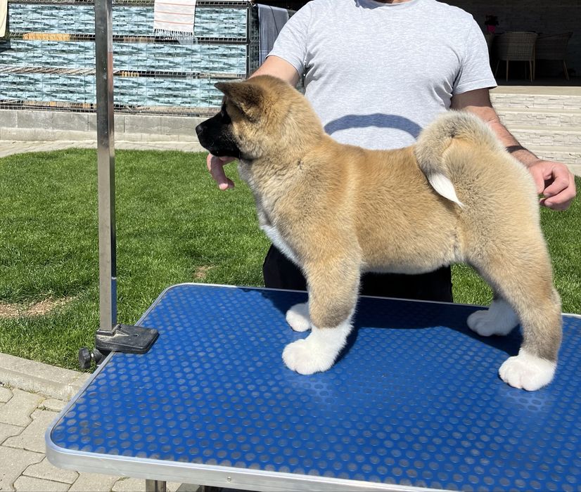 Catei Alita American