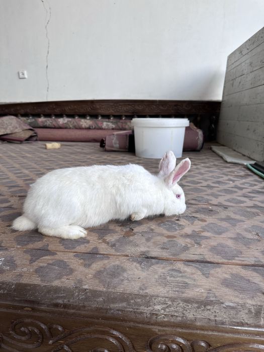 Samka, самка 4 ойли 3 дона