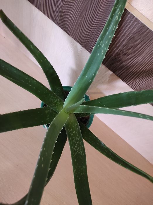 Комнатные растения цветы Aлое лечебное