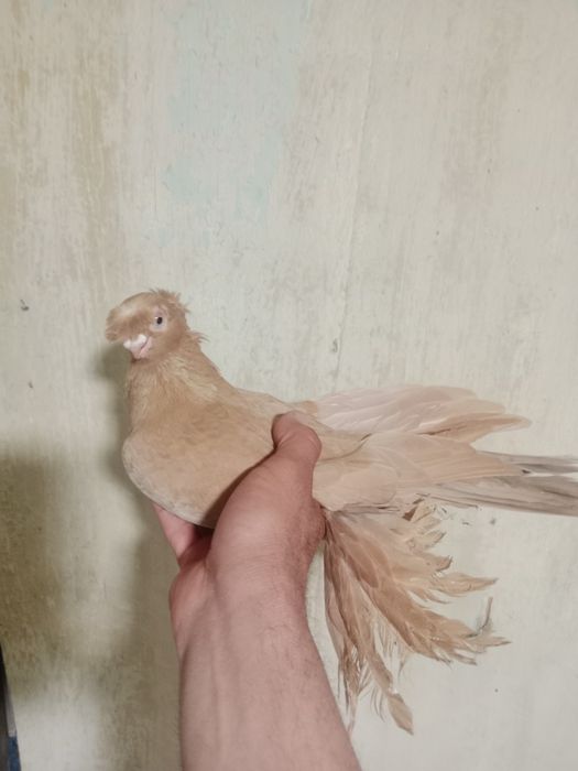 Продам самца жёлтого