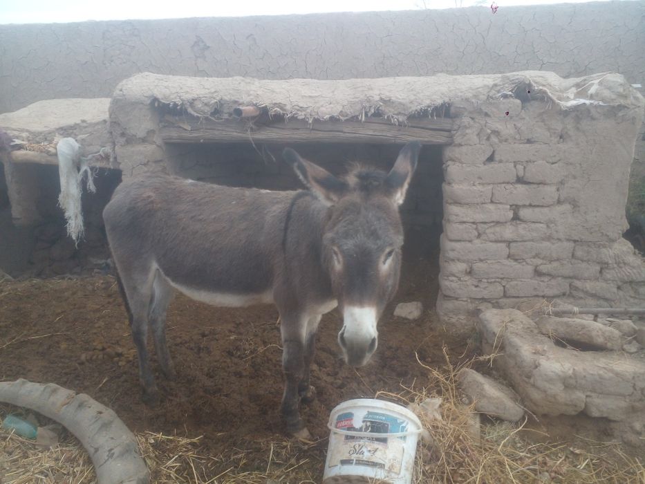 Yahshi eshak yuvosh baquvvat