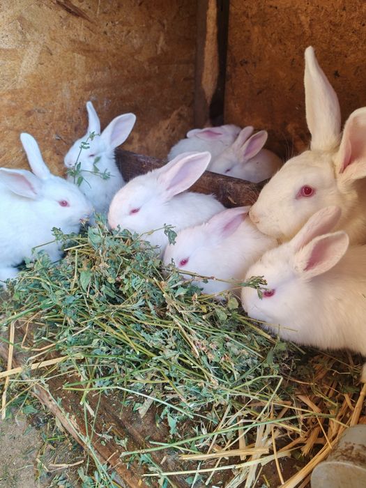 Cadou de Paște alb sau gri