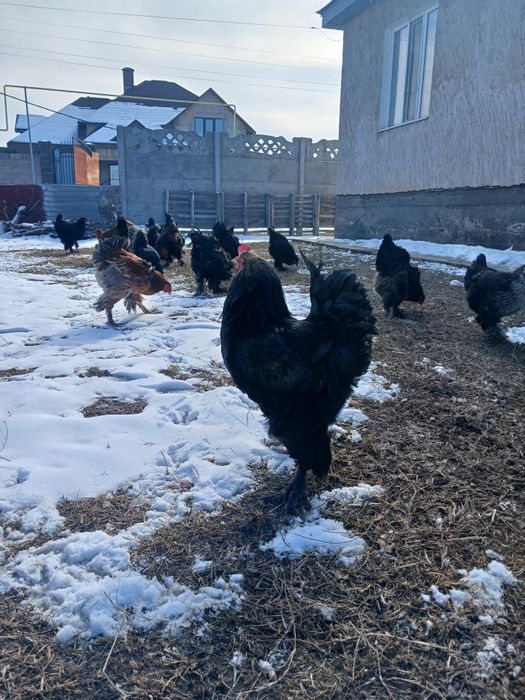 Брамо қораз жане тауқтар