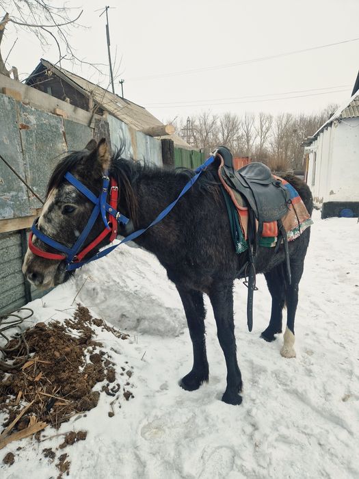 Продам лошадь цена 600 000 тенге