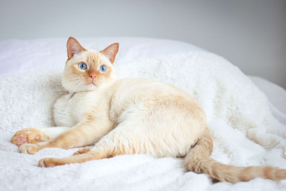 Тайский редгол котята