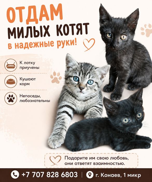 Отдам милых котят