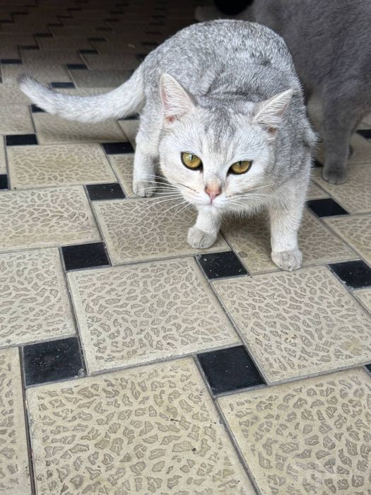 Zotli mushuk qiz bola kopaytirib soishga zor