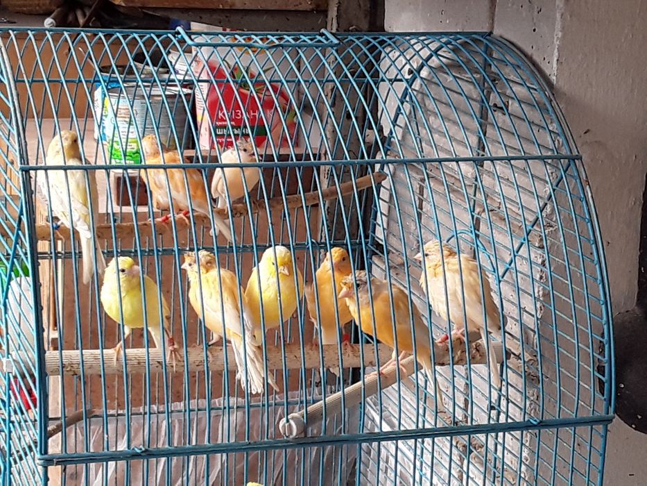 Кенары и канарейки.