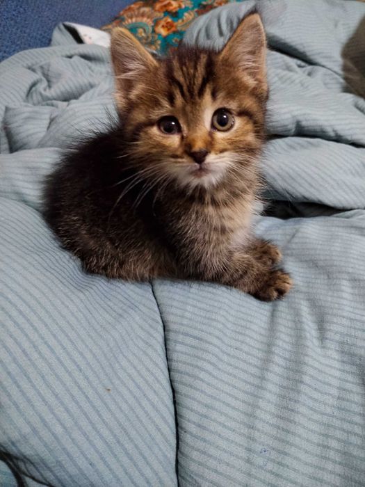 Отдам котят в хорошие руки