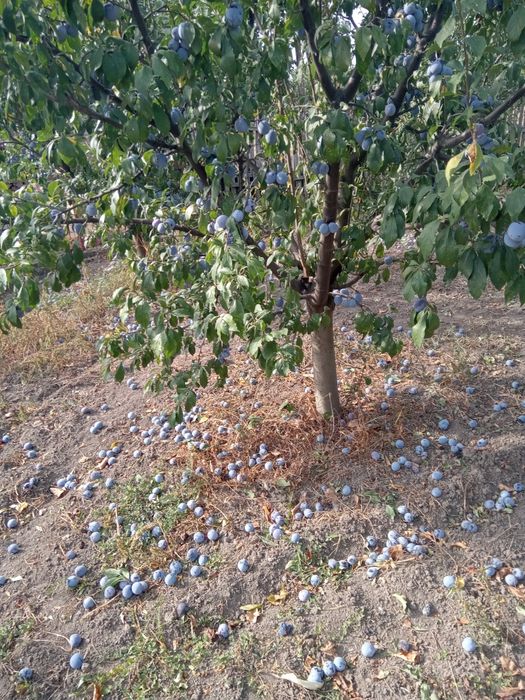 Prune de vanzare