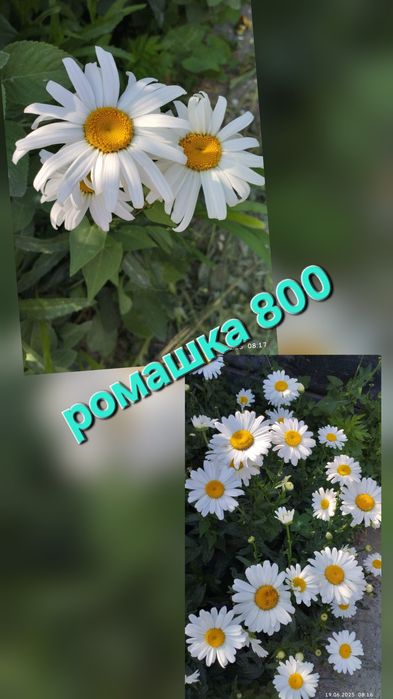 Уличные цветочки