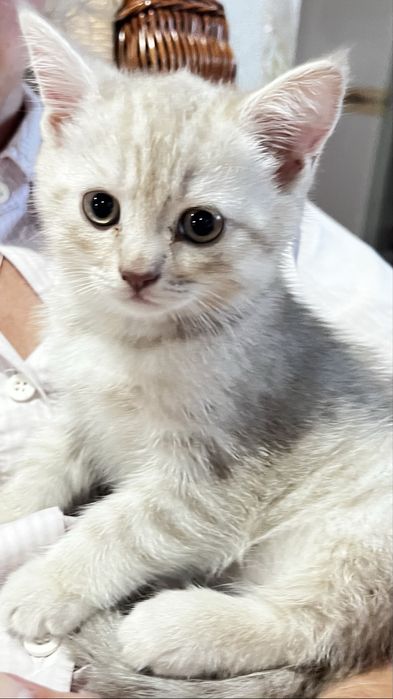 Британские котята прямоухие