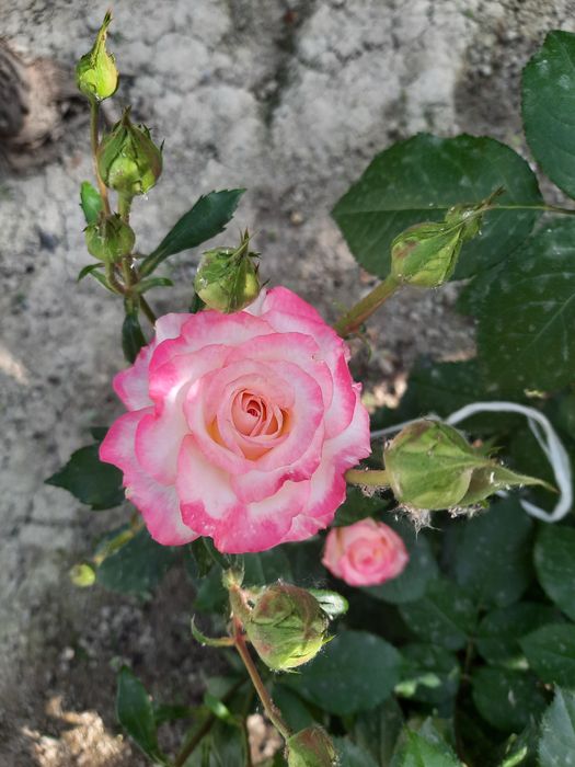 Куставые розы в разных цветах