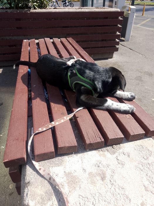 Ofer cățeluș spre adopție!!!