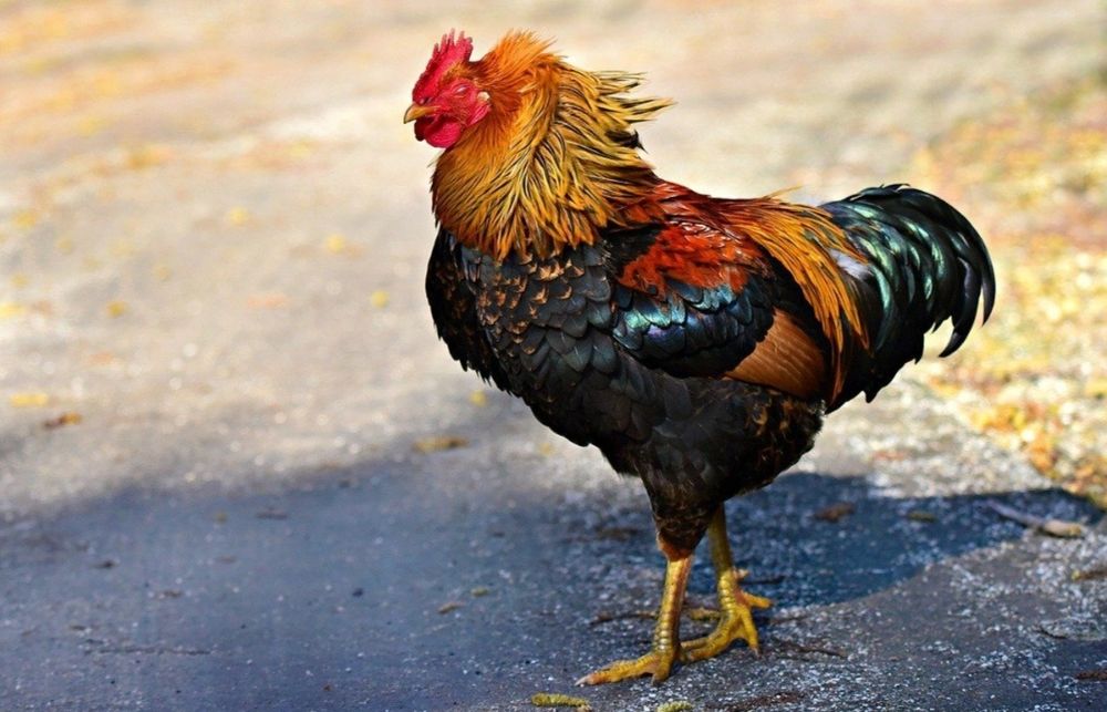 Qizlar uchun erkakdan hojatxona yasadilar va unga borishdi