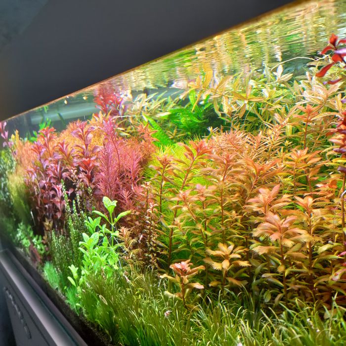 Pachet plante acvariu specii la alegere