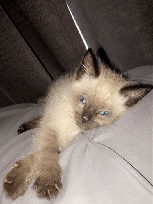 Сиамско Коте