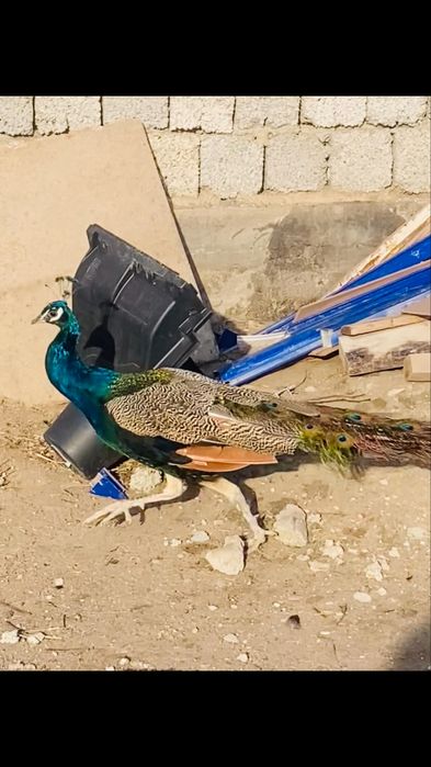 Павлиндер құстары