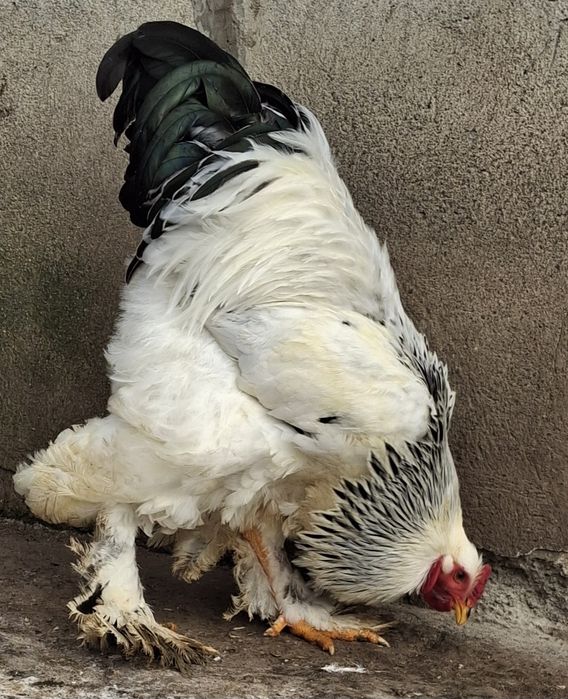 Vând cocoș brahma HD 2025