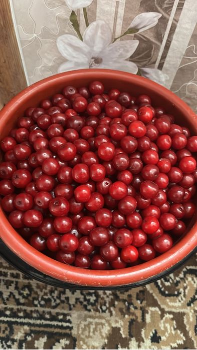 Продам вишню вкусную