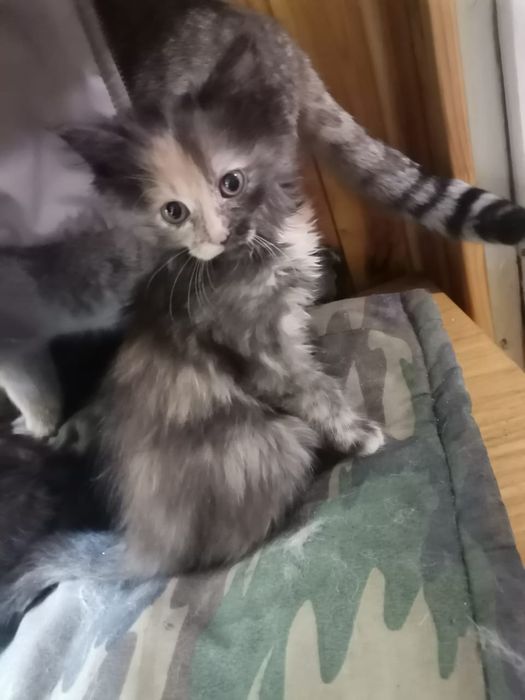 Отдам котят в добрые руки