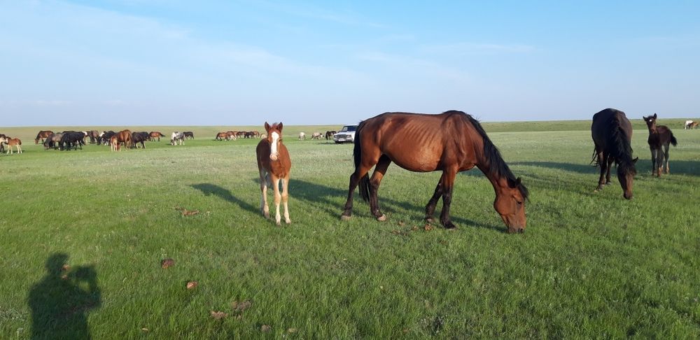 Продам лошадей с табуна