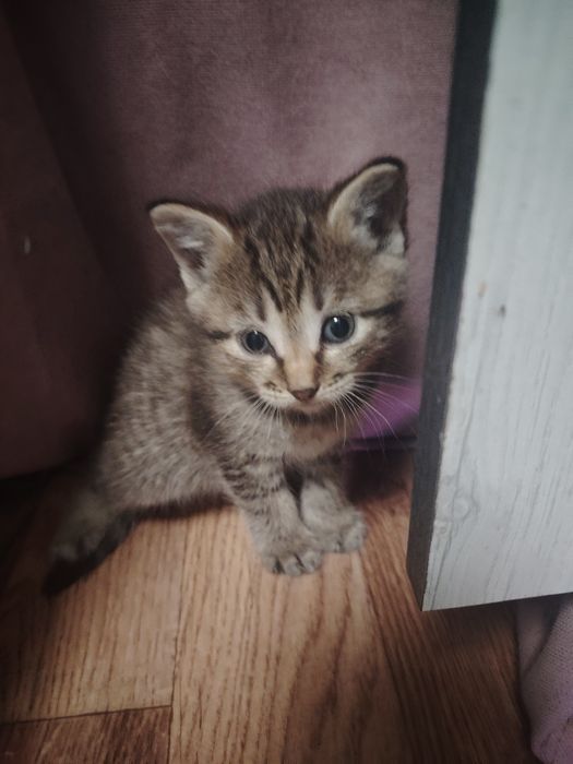 Отдам котят бесплатно