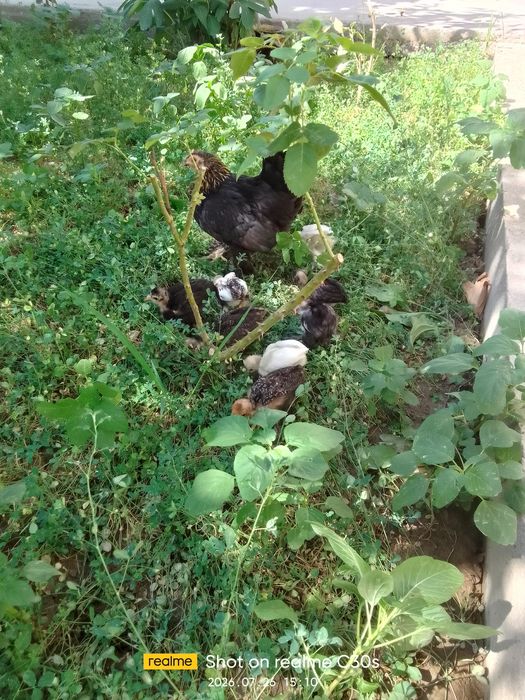 Японча товук 8 та боласи билан сотилади