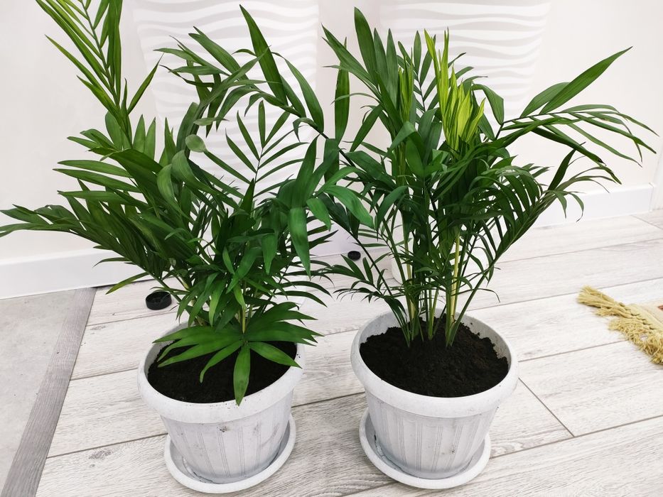 Комнатные цветы, доставка