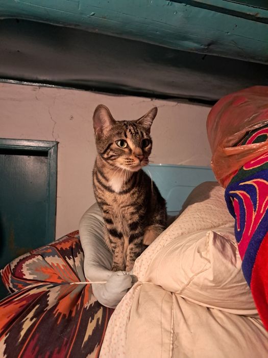 Бенгальская кошка