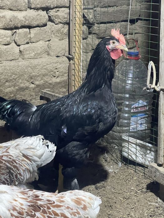 Qora shahzoda xoroz gegant 500.000