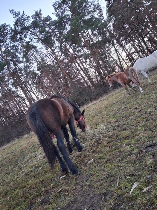 Caii jud sb comuna nocrich