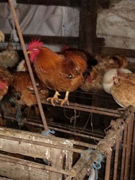 Gaini de casa de vanzare