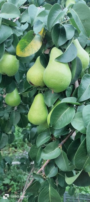 Продам домашнюю грушу