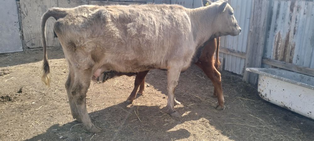 Әулиекөл сиыр малы баспагымен сатылады