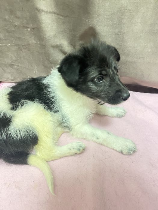 Отдам щенка девочку