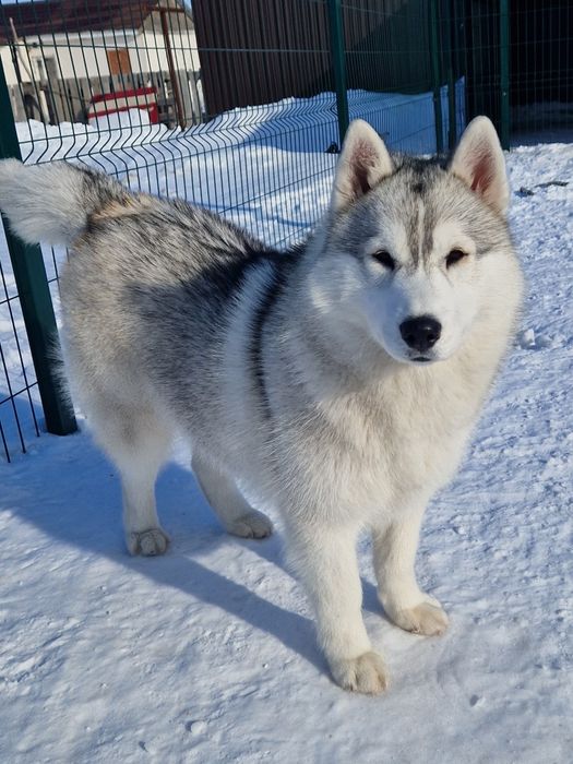 Шикарная девочка от Чемпионов!