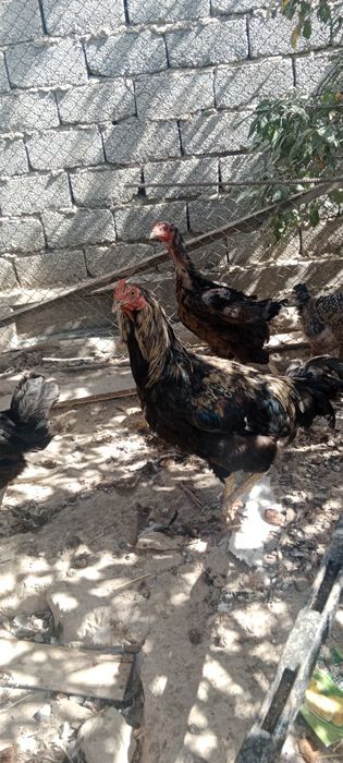 Жас қораздар сатылады