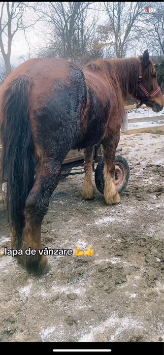 Iapa de 6 ani de vanzare