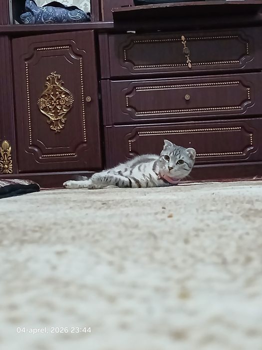 Scottish fold mushuk
