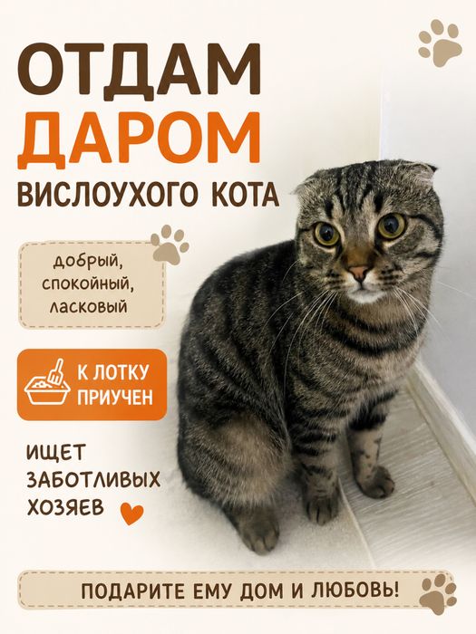 Отдам кота 1,5года
