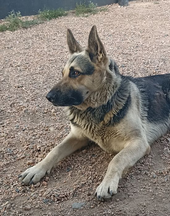 ВЕО породистый...