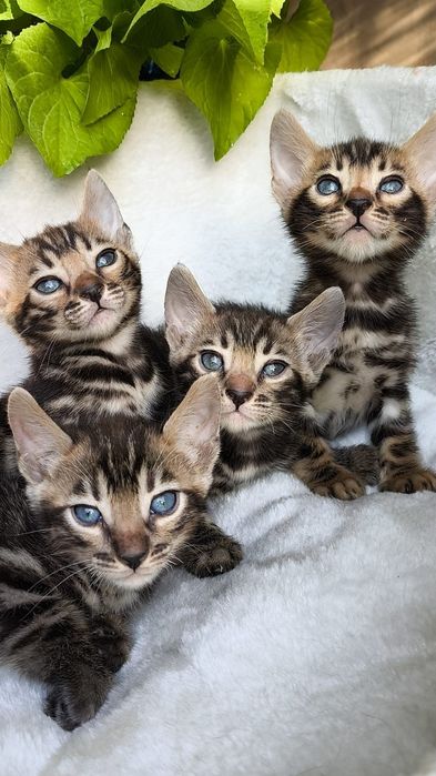 Бенгальские КОТЯТА  - под резерв
