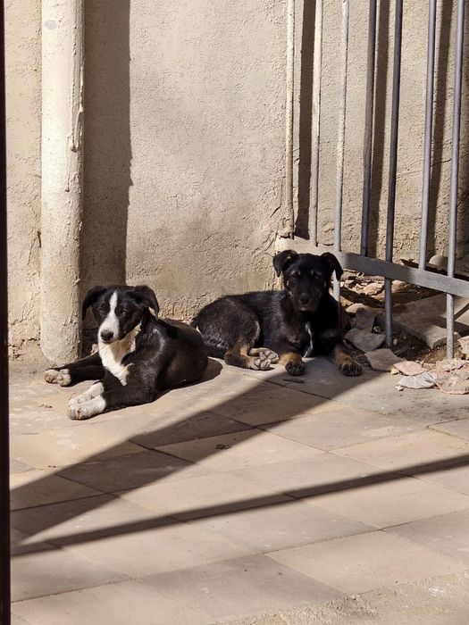 Бездомные щенки, заберите