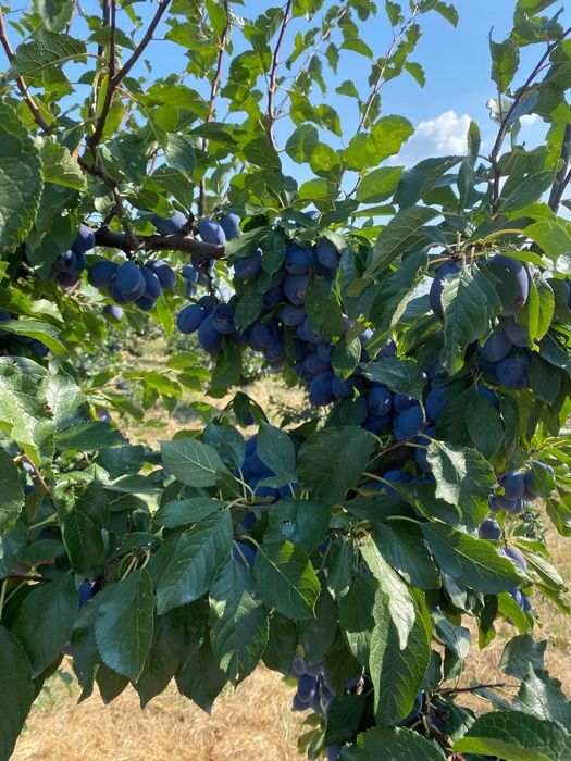 Prune stanley de vânzare . Preț 1,5 lei  kg la cantități de cel puțin 500 kg