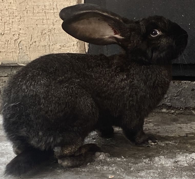 Продам кроликов для разведения