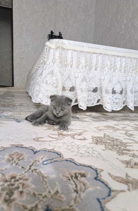 Продается котенок скотиш фолд